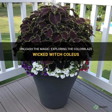 The Enigmatic Journey of the Colorblaze Wicked Witch